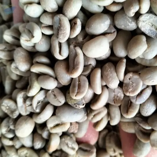 Raw Civet Coffee Gayo