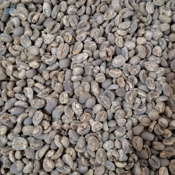 Arabica Gayo Raw Coffee Beans