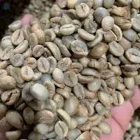 Robusta Coffee Bean