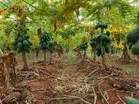 Papayas