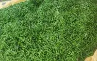 Green Chili