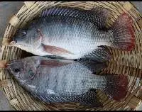 Tilapia Fish