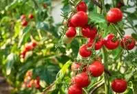 Tomato
