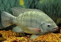 Tilapia