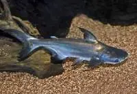 Pangasius