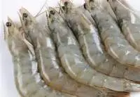 Shrimp