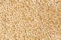 Sesame Seeds