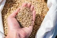 Wheat Soft & Hard Wheat  from Romania