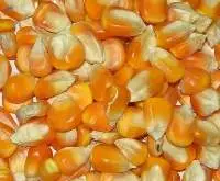 Yellow Corn