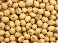 Soybean & Soybean Meal
