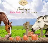 Animal licking Himalayan Pink Salt