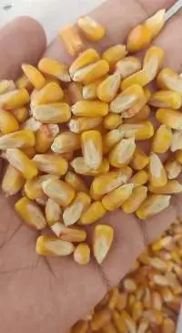 Animal Feed Yellow Maize/corn