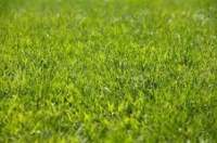 Coure Green