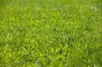 Coure Green