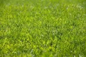 Coure Green