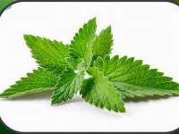 Aromatic Plants