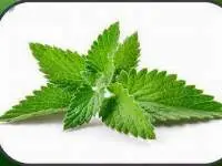 Aromatic Plants
