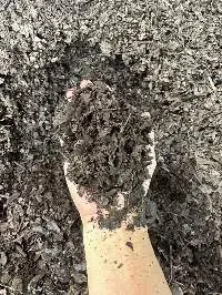 Teak Leaf Mulch
