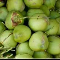 Fresh Coconut