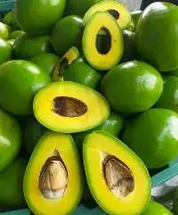 Avocado