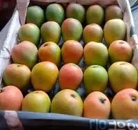 Mango Gedong Ginchu