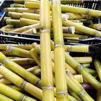 Sugarcane