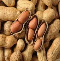 Groundnut/Peanut