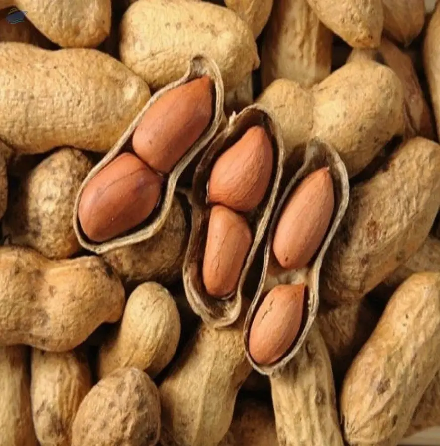 Groundnut/Peanut