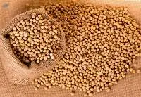 Soybean