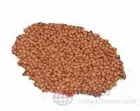 Groundnut
