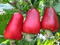 Raw Cashew Nuts