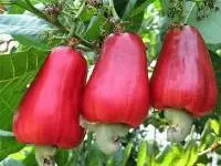 Raw Cashew Nuts