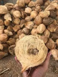 Coconut