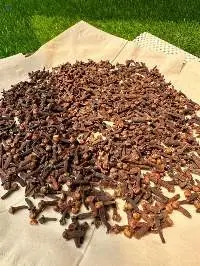 Cloves
