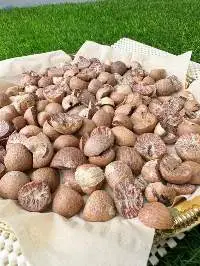 Betel Nut / Areca Nut