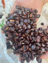Tamarind Seeds