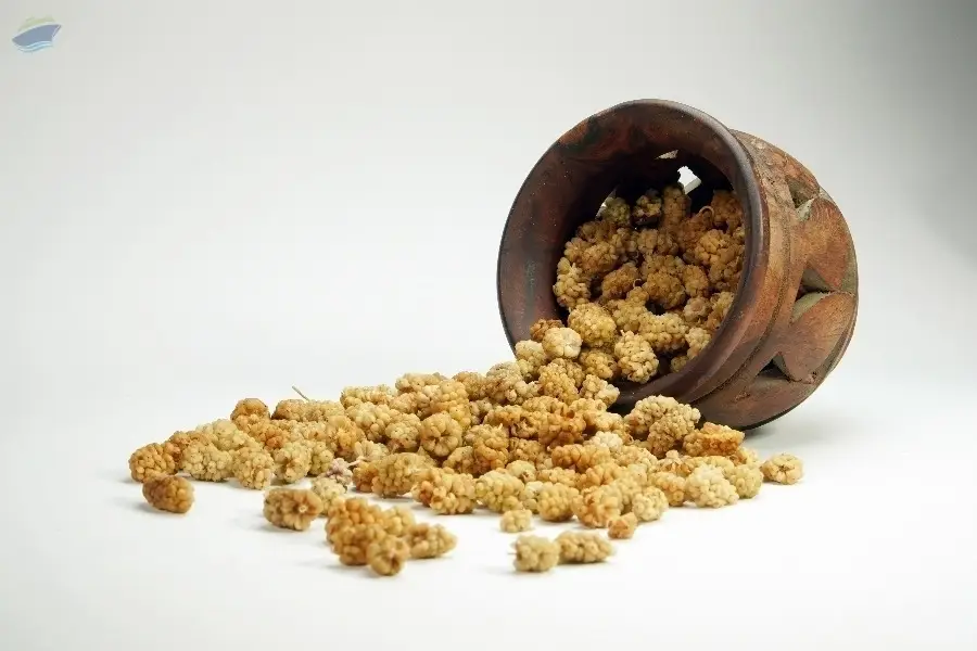 Afghan White Mulberry