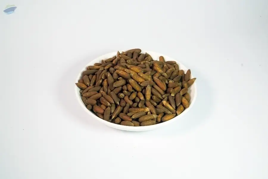 Afghan Pine Nut