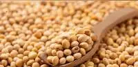 Soybean