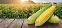 Corn