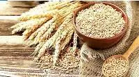 Wheat