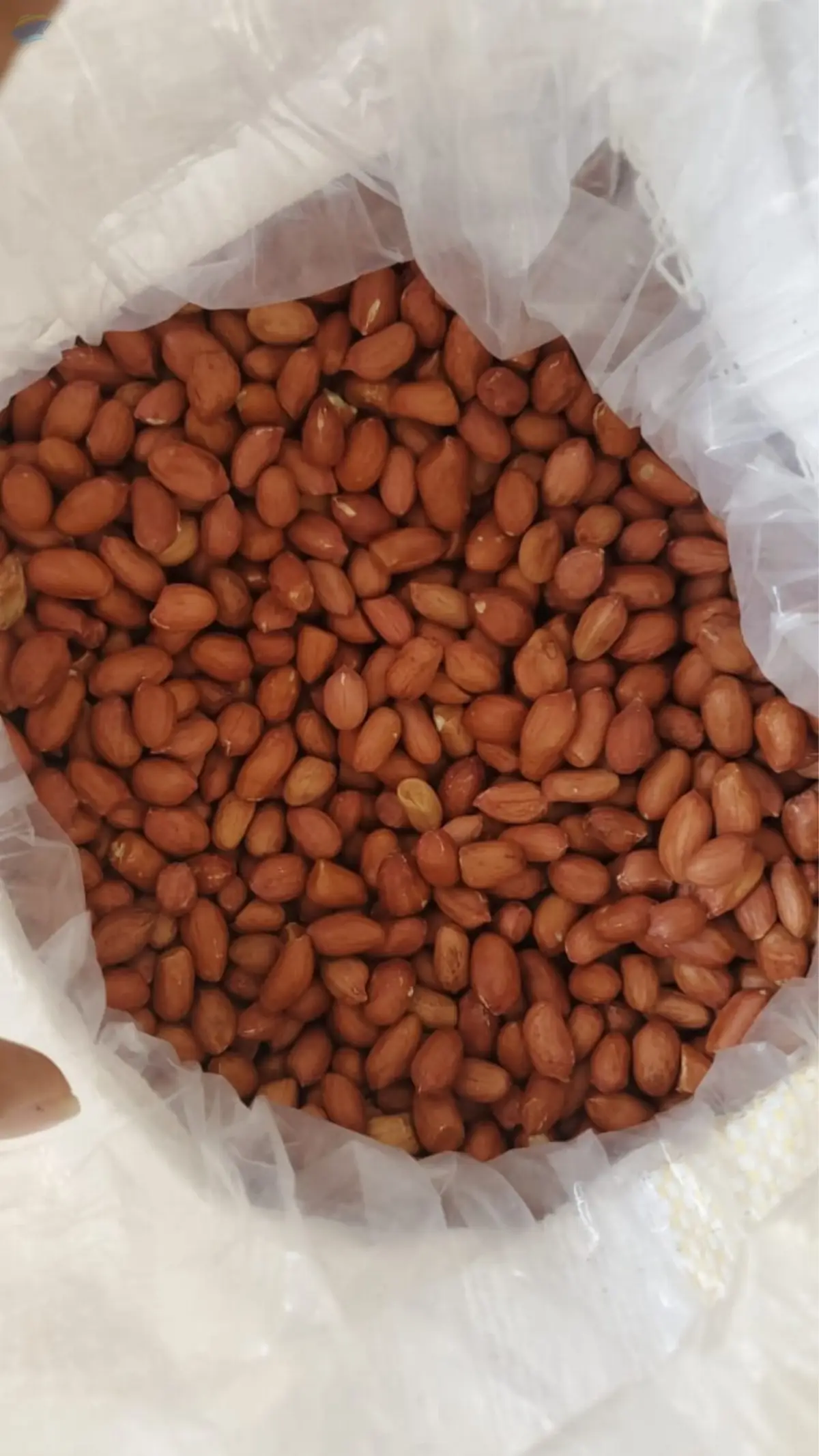 Groundnut Seeds
