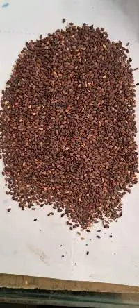 Black Sesame Seeds