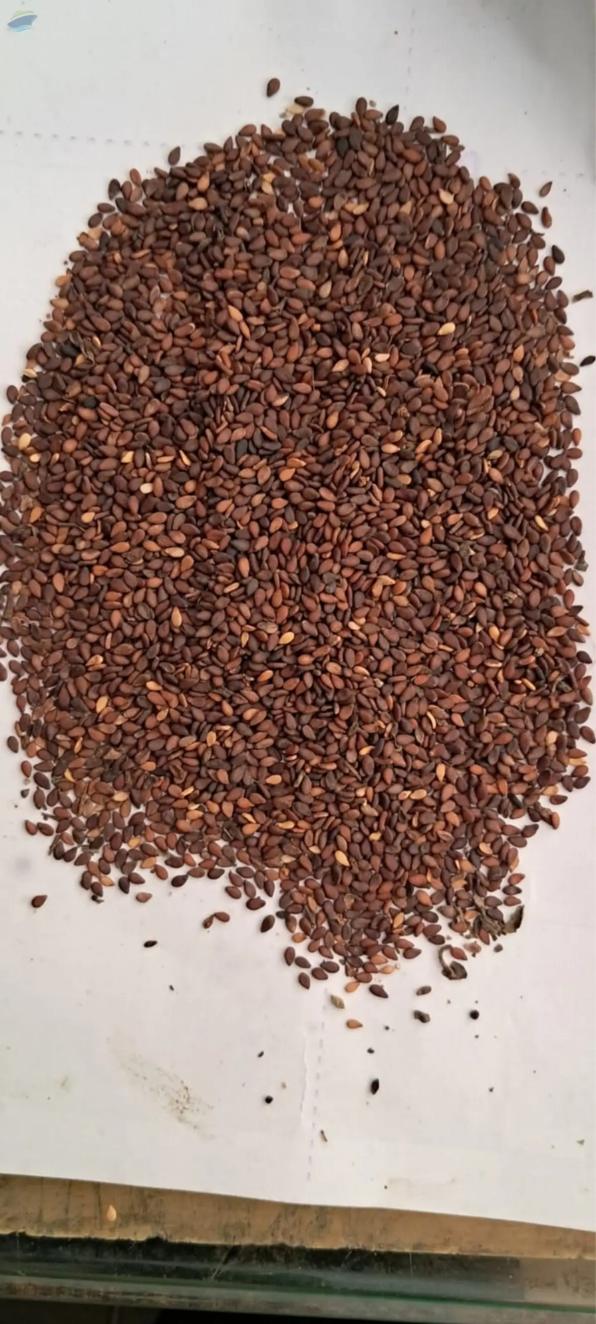 Black Sesame Seeds