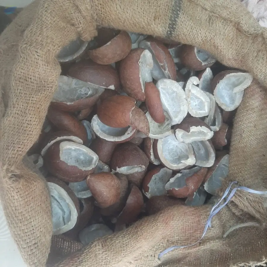 Dried Coconut Shell