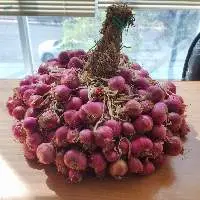 Fresh Shallot (RED)
