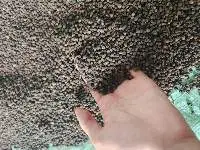 Black Pepper 550gl