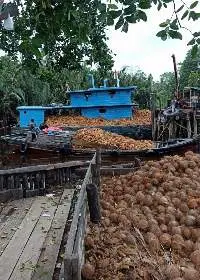 Dry Coconut