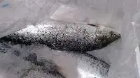 Frozen Salmon