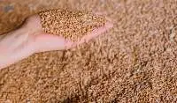 Wheat
